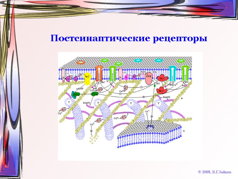 Постсинаптические рецепторы © 2008, В.Г.Зайцев